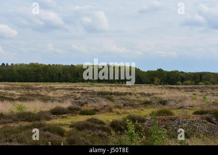 View of woodland in distance at Roydon Common Nature Reserve, Roydon, Norfolk, United Kingdom Stock Photo