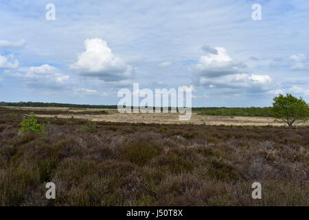 View over Roydon Common Nature Reserve in Roydon, Norfolk, United Kingdom Stock Photo