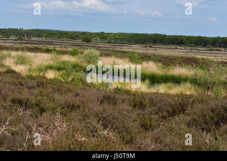 View over waterhole and Roydon Common Nature Reserve, Roydon Norfolk, United Kingdom Stock Photo