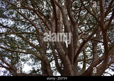 View up through the branches of a large white pine tree with multiple branches and budding pine cones Stock Photo