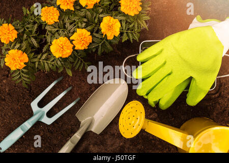 gardening tools and marigold flowers on soil background Stock Photo