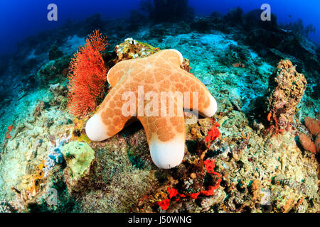 A large starfish sits on the seabed deep underwater Stock Photo