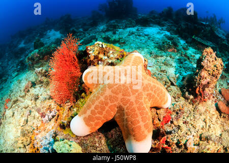A large starfish sits on the seabed deep underwater Stock Photo