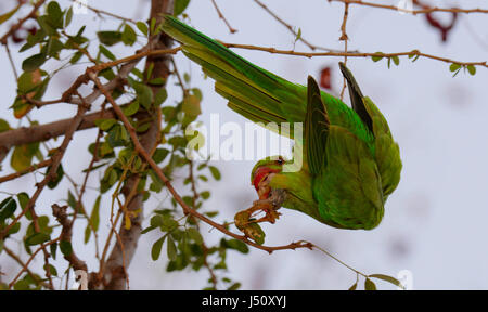 Indian Parakeet feeding on fruits Stock Photo