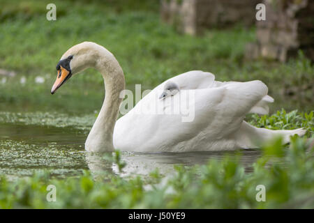 Mute swan (Cygnus olor) cygnet on swimming female. Young chick nestled in feathers hitching a ride on back of mother Stock Photo