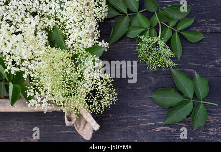 Elderflowers in basket on dark table Stock Photo