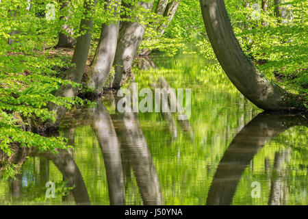 Beech trees with stream in spring forest Stock Photo