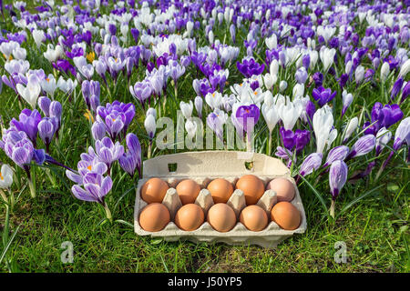 Egg box with chicken eggs in blooming crocuses during spring Stock Photo