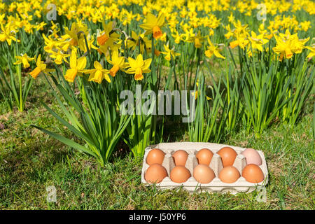 Eggs on grass in carton box with yellow daffodils Stock Photo