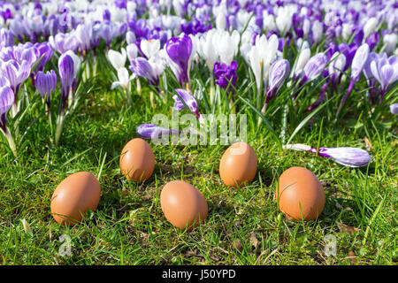 Five loose eggs lying on grass near blooming crocuses Stock Photo