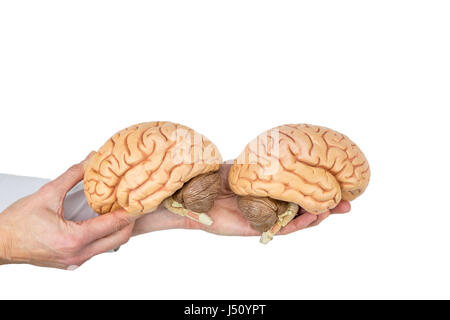Hands holding models human brain hemispheres isolated on white background Stock Photo