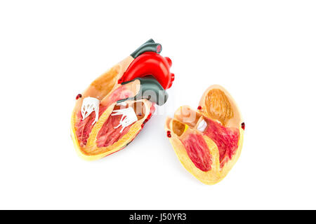 Inside human heart model isolated on white background Stock Photo