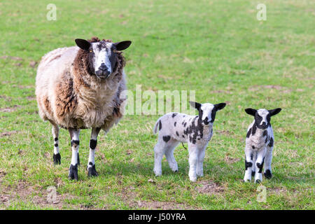 Mother sheep with two newborn lambs in spring meadow Stock Photo