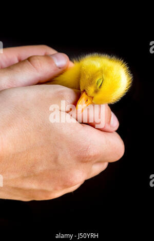 Newborn yellow duckling in human hands isolated on black background Stock Photo