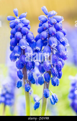 Two blue grape hyacinths with water drops in springtime Stock Photo