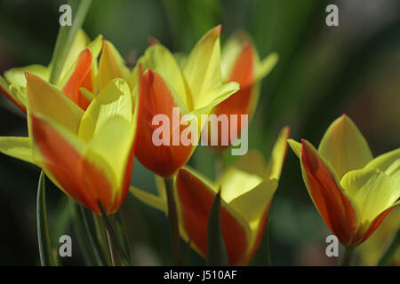 Buntes Tulpenbeet in der Blüte Stock Photo