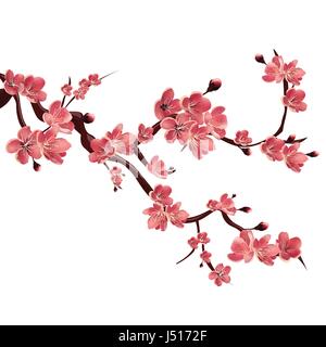 Branch of rose blossoming sakura . Japanese cherry tree. Vector Isolated Illustration on white background Stock Vector