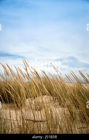 sand dunes with grass Stock Photo