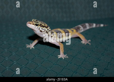 Juvenile Leopard Gecko (Eublepharius Macularius) Stock Photo