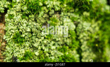 Lichens are symbiotic fungi and algae. They are able to grow on the rocks clean and often form on the rocks and stones beautiful patterns Lichen on a green stone. Stock Photo