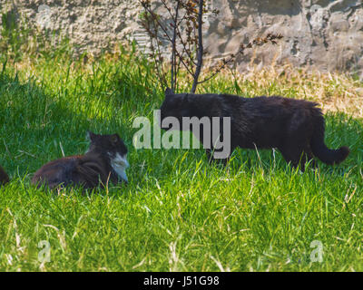 Two cats fighting on the green lawn Stock Photo