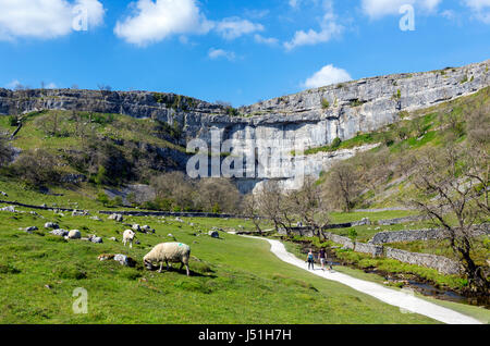 Sheep by the footpath to Malham Cove, Malham, Malhamdale, Yorkshire Dales National Park, North Yorkshire, England, UK. Stock Photo