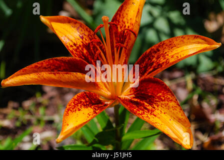Bright Orange Tiger Lily Stock Photo