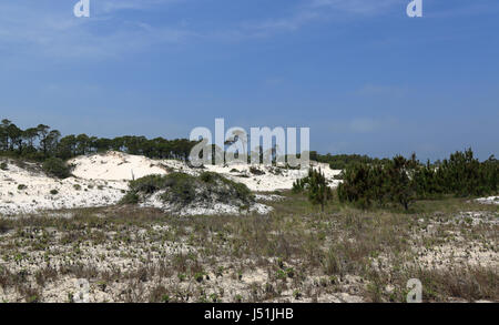 Pine trees and shrubs growing on a mature sand dune in Florida Stock Photo