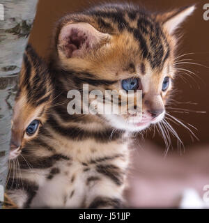 Bengal kittens Stock Photo