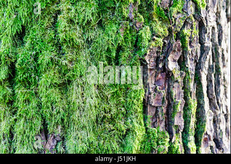 Tree bark texture with detail of moss and lichen on wooden fence Stock Photo