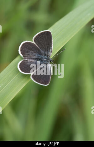 Small blue butterfly (Cupido minimus) resting on grass Stock Photo