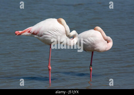 Two sleeping greater flamingos with their necks folded over their bodies stand on one leg in the water of a lagoon. Stock Photo