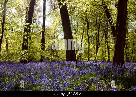 Bluebells in Aston Rowant Nature Reserve, Oxfordshire, England, UK Stock Photo