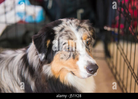 Close-up portrait of a Australian Shepherd. indoor portrait Stock Photo