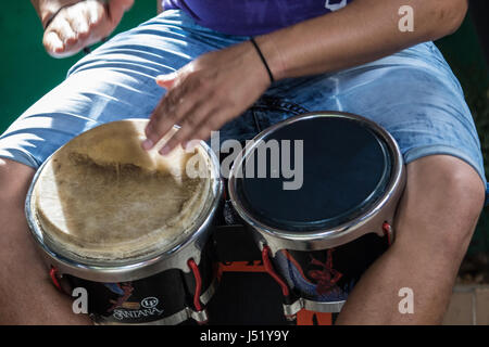 Cuban musician playing bongo drums Stock Photo