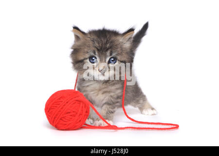 CALICO KITTEN PLAYING WITH YARN / STUDIO Stock Photo - Alamy