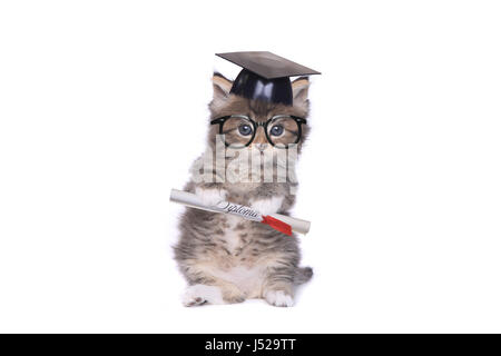 Adorable Tiny 4 Week Old Kitten Graduating With Diploma Stock Photo