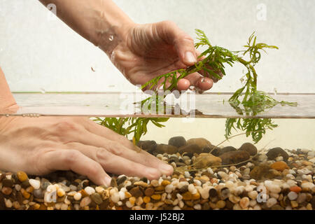 hands of aquarist planting water plant hygrophila in new freshwater aquarium Stock Photo