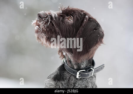 portrait of hunting dog on winter blurred background Stock Photo