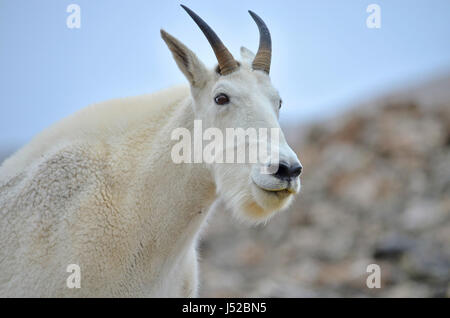 American Mountain Goat Stock Photo