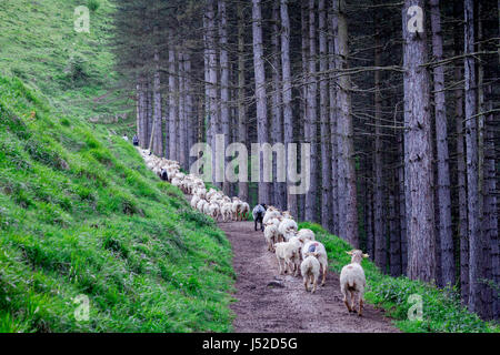 Flock of sheep in Txindoki mountain, Gipuzkoa, Basque Country Stock Photo