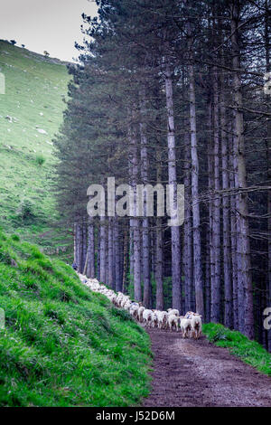 Flock of sheep in Txindoki mountain, Gipuzkoa, Basque Country Stock Photo