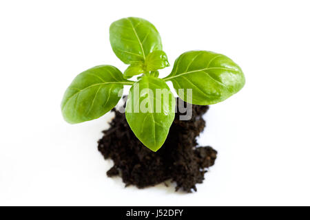 Young fresh basil plant on pile of soil isolated on white background Stock Photo