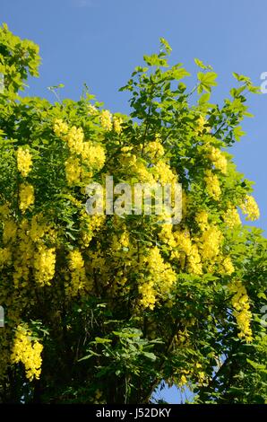 Golden chain flowers on Laburnum tree in Spring sunshine Stock Photo