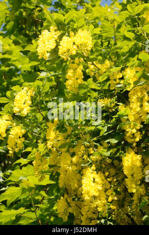 Golden chain flowers on Laburnum tree in Spring sunshine Stock Photo