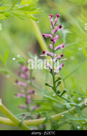 Common fumitory (Fumaria officinalis) plant in flower. A scrambling annual plant in the poppy family Fumariaceae with purple and white flowers Stock Photo