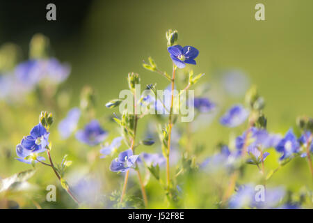 Germander speedwell (Veronica chamaedrys) flowers. Blue flowers of delicate herbaceous perennial plant in the plantain family (Plantaginaceae) Stock Photo