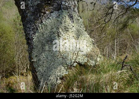 Common greenshield lichen (Flavoparmelia caperata) patch growing on a Birch tree trunk in ancient Atlantic woodland, Knapdale Forest, Argyll, Scotland Stock Photo