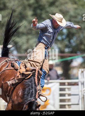 Saddleback bronc action at the Cottonwood Rodeo in California. Stock Photo