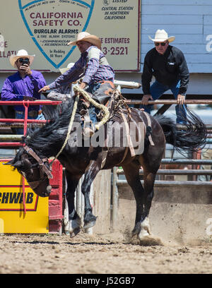 Saddleback bronc action at the Cottonwood Rodeo in California. Stock Photo